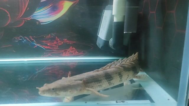 Cá Cửu sừng hoàng đế 25 cm. Mua bán Thú cưng khác tại Quận 7 Tp Hồ Chí Minh được đăng bởi Tuấn Bill hình 1