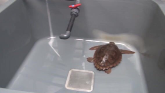 Expert en tortues d'eau marine