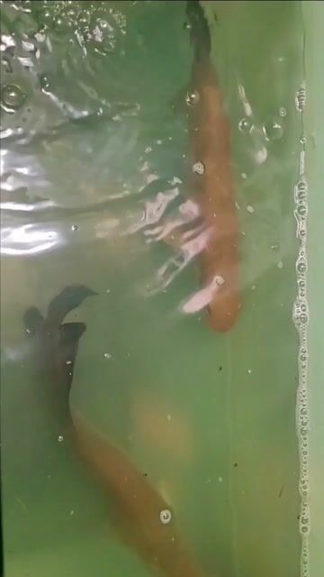 Cá hải tượng long Vàng đồng U40-45cm. Mua bán Thú cưng khác tại Quận 12 Tp Hồ Chí Minh được đăng bởi hải tượng long giá rẻ hình 1