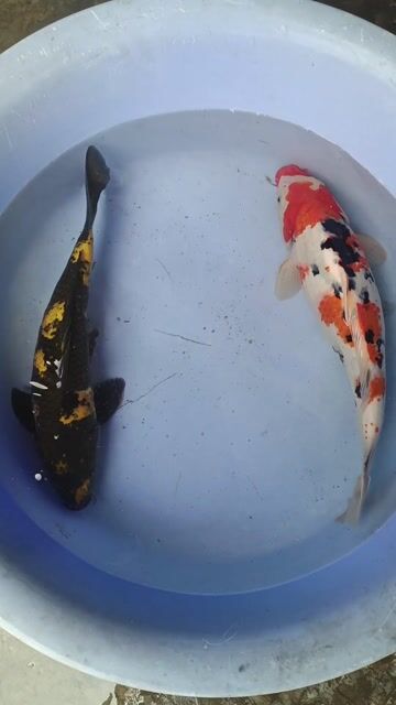 Cá Koi 40-45cm Đa sắc. Mua bán Thú cưng khác tại Quận Bình Tân Tp Hồ Chí Minh được đăng bởi trân phúc hình 1