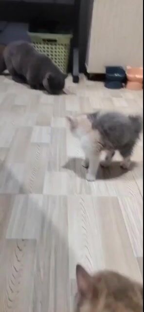 Cần bán bé mèo cái gần 3 tháng tuổi