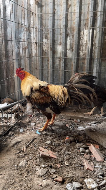 Gà nồi bán giá lúa hoac đổi gà tre, kiễng. Mua bán Gà tại Huyện Càng Long Trà Vinh được đăng bởi vo minh hien hình 1
