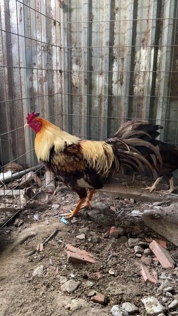 Gà nồi bán giá lúa hoac đổi gà tre, kiễng. Mua bán Gà tại Huyện Càng Long Trà Vinh được đăng bởi vo minh hien hình 1