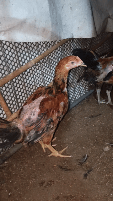 Gà Đông Thái Việt Mỹ Trống, Mái 3 tháng rưỡi. Mua bán Gà tại Thành phố Long Khánh Đồng Nai được đăng bởi Sang hình 1