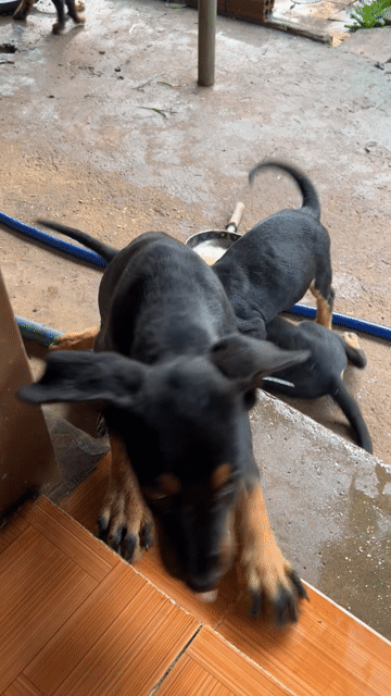 Chó Rockweiler. Mua bán Chó tại Thành phố Long Khánh Đồng Nai được đăng bởi Lucky Star hình 1