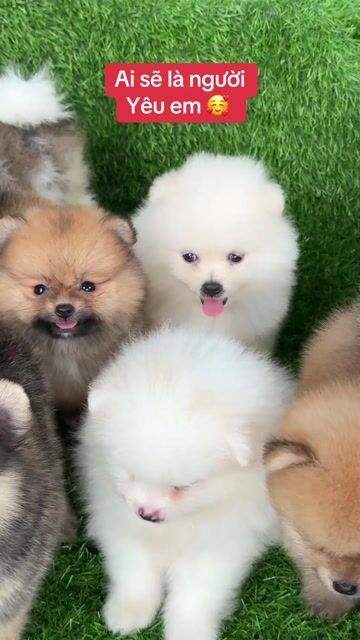 phốc sóc ( pom ) black tan & vàng  😍. Mua bán Chó tại Huyện Bình Chánh Tp Hồ Chí Minh được đăng bởi mini pet house sài gòn hình 1