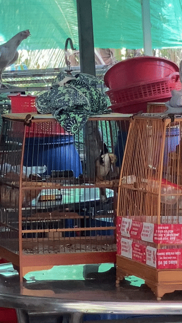 Chim chào mào hơn 1 năm chưa khai thác. Mua bán Chim tại Huyện Châu Thành A Hậu Giang được đăng bởi phúc ok hình 1