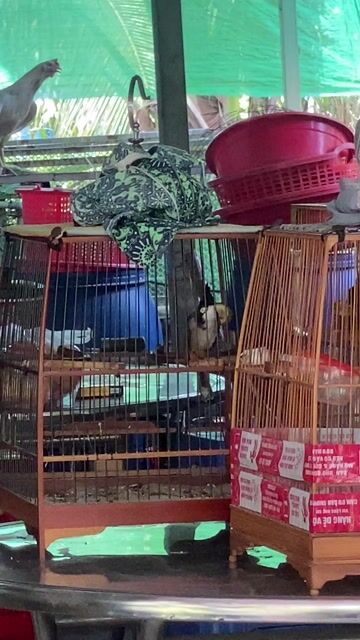 Chim chào mào hơn 1 năm chưa khai thác. Mua bán Chim tại Huyện Châu Thành A Hậu Giang được đăng bởi phúc ok hình 1