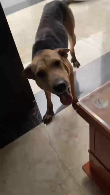 Chó nâu đen đốm lưỡi huyền đề 2 năm tuổi. Mua bán Chó tại Huyện Cẩm Khê Phú Thọ được đăng bởi Thao Trần hình 1