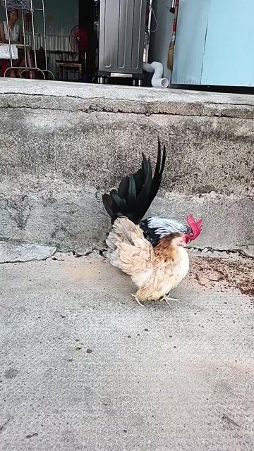 Gà Serama cả cặp. Mua bán Gà tại Thị xã Tân Uyên Bình Dương được đăng bởi PET LOVE hình 1