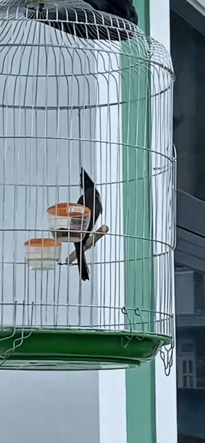 Chim chào mào tơ siêng ché . có video. Mua bán Chim tại Quận 8 Tp Hồ Chí Minh được đăng bởi luân hình 1