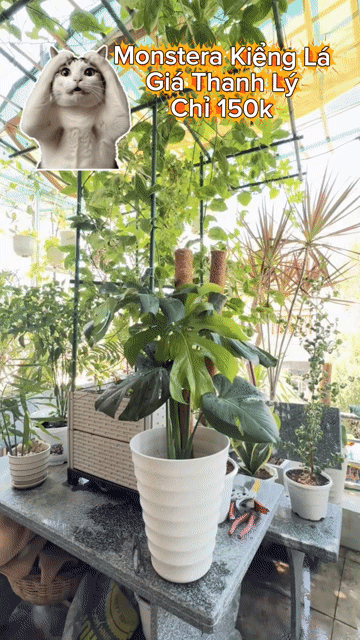 Thanh Lý Cây Monstera Lá Xẻ (Gồm Chậu). Mua bán Cây cảnh, đồ trang trí tại Thành phố Phan Thiết Bình Thuận được đăng bởi Thái Bơ hình 1