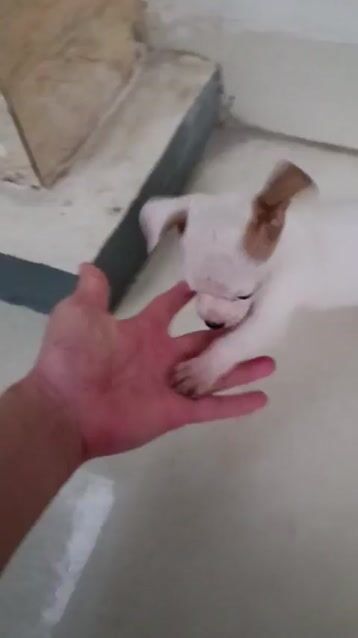 Chó Chihuahua nhà đẻ ( tặng rất nhiều đồ ạ ). Mua bán Chó tại Quận Nam Từ Liêm Hà Nội được đăng bởi Minh Nguyễn hình 1