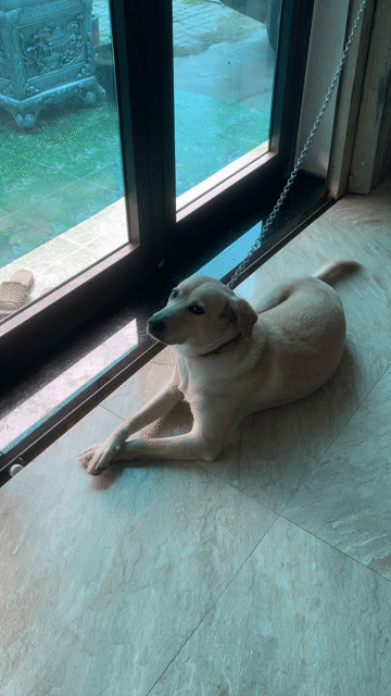 Chó Labrador lai Phú Quốc. Mua bán Chó tại Thị xã Điện Bàn Quảng Nam được đăng bởi lam hình 1