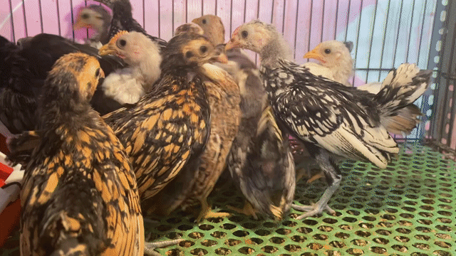Gà Serama thuần chủng hơn 1 tháng tuổi khỏe mạnh. Mua bán Gà tại Quận Tân Phú Tp Hồ Chí Minh được đăng bởi ABang hình 1
