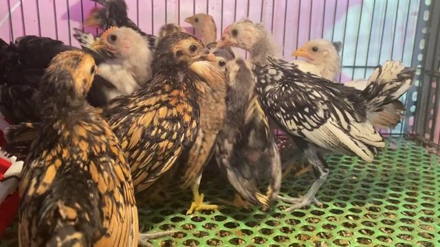 Gà Serama thuần chủng hơn 1 tháng tuổi khỏe mạnh. Mua bán Gà tại Quận Tân Phú Tp Hồ Chí Minh được đăng bởi ABang hình 1