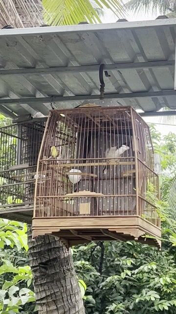 Chim chào mào bộ to thuần lông mới. Mua bán Chim tại Quận Bình Thạnh Tp Hồ Chí Minh được đăng bởi duy nguyen hình 1