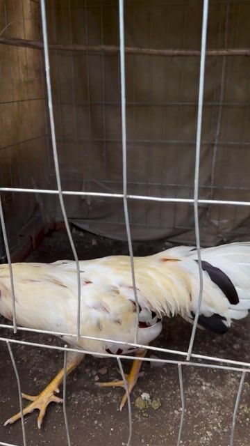 Gà chọi Trắng 2.85kg. Mua bán Gà tại Thành phố Vĩnh Long Vĩnh Long được đăng bởi Trại Gà Tuấn Vĩnh Long hình 1