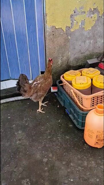 Gà tre mái 2 lứa không tật lỗi. Mua bán Gà tại Huyện Hóc Môn Tp Hồ Chí Minh được đăng bởi MINH MEO hình 1