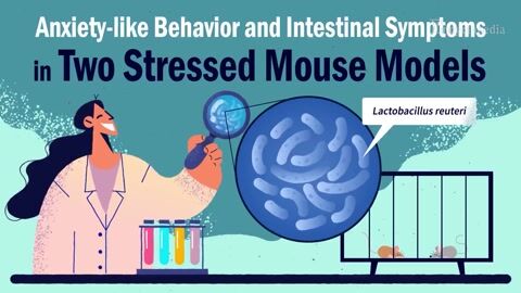 Encyclopedia-Limosilactobacillus reuteri Reduces Anxiety and Gut Symptoms in Stressed Mice