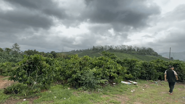 Mua bán Đất Huyện Mang Yang Gia Lai diện tích 3000 m² giá 7,2 tỷ