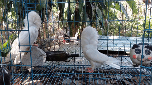 Bồ Câu Sư Tử . Mua bán Chim tại Huyện Bắc Tân Uyên Bình Dương được đăng bởi SEE TINH Pigeons v SEE TÌNH Bồ Câu Kiểng hình 1