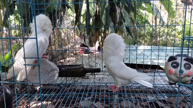 Bồ Câu Sư Tử . Mua bán Chim tại Huyện Bắc Tân Uyên Bình Dương được đăng bởi SEE TINH Pigeons v SEE TÌNH Bồ Câu Kiểng hình 1
