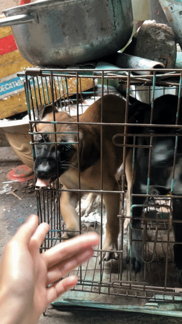 Chó lai Phú Quốc tìm nhà mới. Mua bán Chó tại Quận 11 Tp Hồ Chí Minh được đăng bởi Bé hình 1
