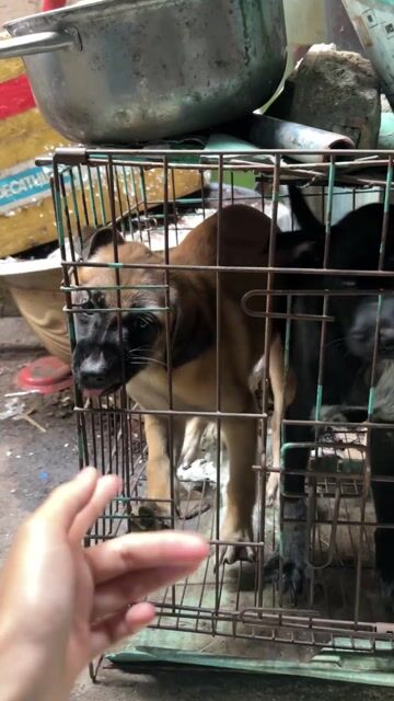 Chó lai Phú Quốc tìm nhà mới. Mua bán Chó tại Quận 11 Tp Hồ Chí Minh được đăng bởi Bé hình 1