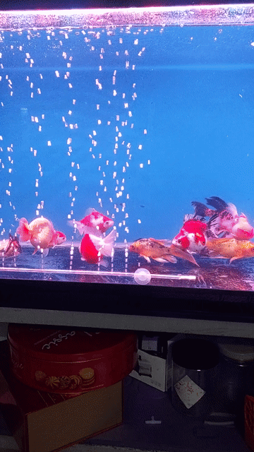 Cá vàng ba đuôi 4 ngón Đỏ trắng. Mua bán Thú cưng khác tại Quận Sơn Trà Đà Nẵng được đăng bởi T Phương hình 1