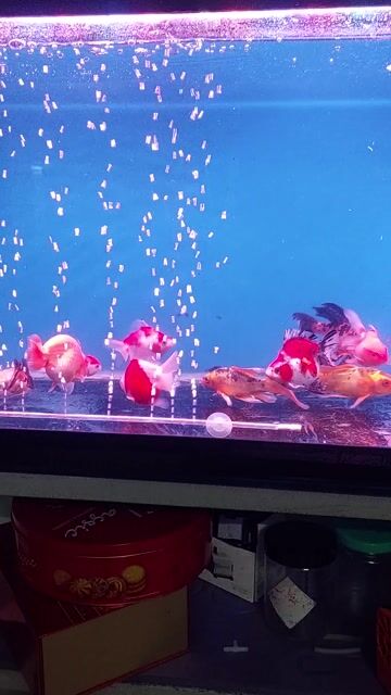 Cá vàng ba đuôi 4 ngón Đỏ trắng. Mua bán Thú cưng khác tại Quận Sơn Trà Đà Nẵng được đăng bởi T Phương hình 1