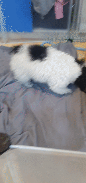 poodle bò sữa cai. Mua bán Chó tại Quận Cầu Giấy Hà Nội được đăng bởi hắc long hình 1