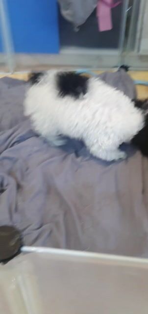 poodle bò sữa cai. Mua bán Chó tại Quận Cầu Giấy Hà Nội được đăng bởi hắc long hình 1