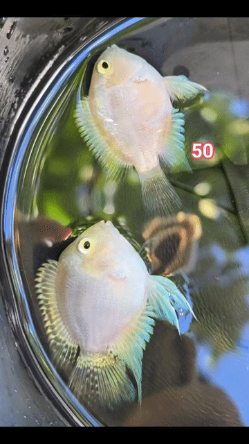 Cá cảnh Két Platinum Trắng. Mua bán Thú cưng khác tại Huyện Long Hồ Vĩnh Long được đăng bởi Phạm Thuỳ Giang hình 1