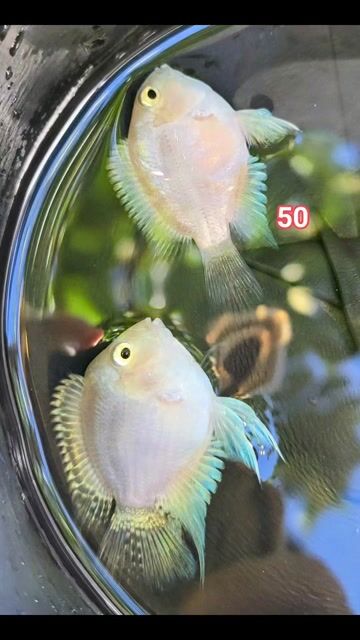 Cá cảnh Két Platinum Trắng. Mua bán Thú cưng khác tại Huyện Long Hồ Vĩnh Long được đăng bởi Phạm Thuỳ Giang hình 1