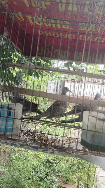 Chim cu Malai lẻ cho ae nuôi khách. Mua bán Chim tại Huyện Trảng Bom Đồng Nai được đăng bởi Thơ phạm hình 1