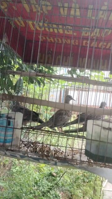 Chim cu Malai lẻ cho ae nuôi khách. Mua bán Chim tại Huyện Trảng Bom Đồng Nai được đăng bởi Thơ phạm hình 1