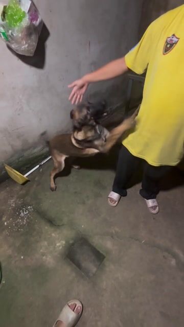 Chó Becgie Malinois 6 tháng đã tiêm 2 mũi. Mua bán Chó tại Quận Tân Phú Tp Hồ Chí Minh được đăng bởi Xuân Mai hình 1