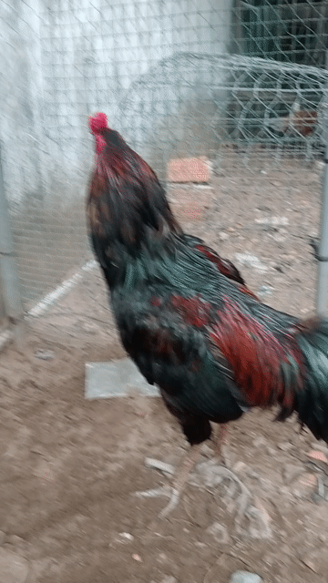 Gà trống quê xanh 3.250kg. Mua bán Gà tại Huyện Đức Hòa Long An được đăng bởi Nhân gà hình 1