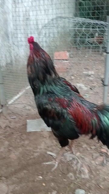 Gà trống quê xanh 3.250kg. Mua bán Gà tại Huyện Đức Hòa Long An được đăng bởi Nhân gà hình 1