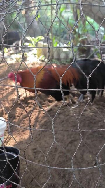 Gà trống Nâu đen Đực. Mua bán Gà tại Huyện Châu Thành Tiền Giang được đăng bởi Linhlee hình 1