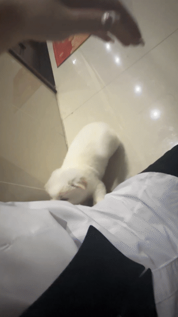 Chó Husky lai Trắng mắt Xanh. Mua bán Chó tại Huyện Vĩnh Cửu Đồng Nai được đăng bởi Thuý hình 1