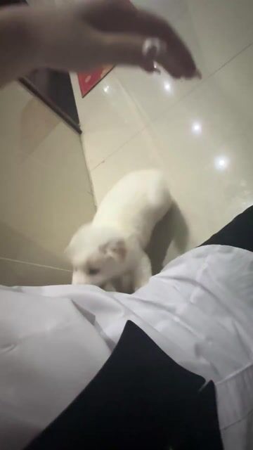 Chó Husky lai Trắng mắt Xanh. Mua bán Chó tại Huyện Vĩnh Cửu Đồng Nai được đăng bởi Thuý hình 1
