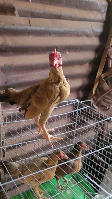 Gà tre cả trống và mái. Mua bán Gà tại Huyện Chư Sê Gia Lai được đăng bởi Minh Chí  hình 1