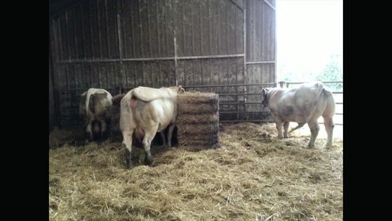 Préleveur de taureau, un métier atypique !