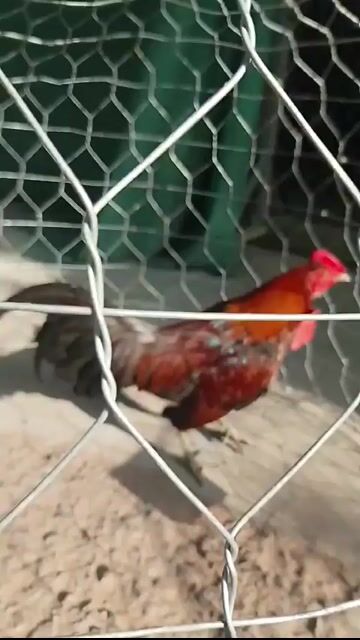 Gà chọi trống Đỏ Đen. Mua bán Gà tại Huyện Càng Long Trà Vinh được đăng bởi TN hình 1