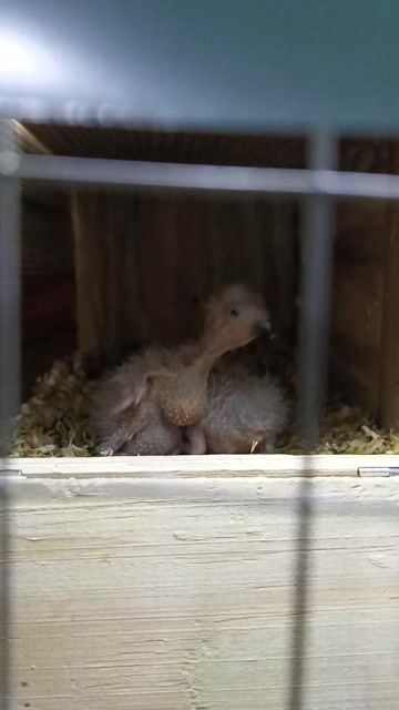 Cần bảo tồn cặp chim non ạ. Mua bán Chim tại Huyện Hóc Môn Tp Hồ Chí Minh được đăng bởi Thu hang Ho hình 1