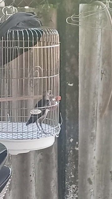 Chim Cưỡng Xám trắng. Mua bán Chim tại Huyện Long Hồ Vĩnh Long được đăng bởi Tien Dang hình 1