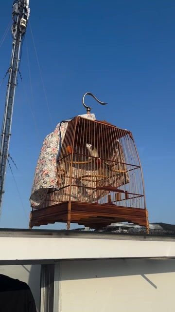 chim lồng tl. Mua bán Chim tại Quận Gò Vấp Tp Hồ Chí Minh được đăng bởi víaaasaaa hình 1