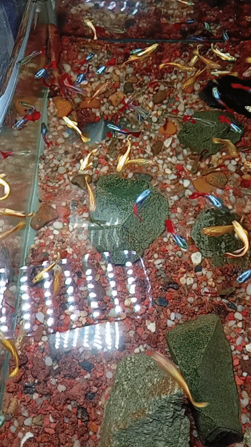 Cá 7 màu Full Gold Vàng. Mua bán Thú cưng khác tại Thành phố Thủ Đức Tp Hồ Chí Minh được đăng bởi trần thị thảo giang hình 1